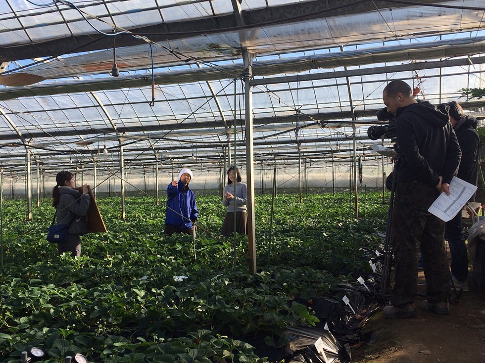 茂原市本納いちご生産組合が千葉テレビで紹介されます！
